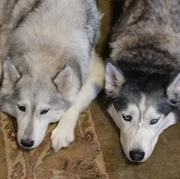 Meet your Posher, Linda - Picture 4 of 6